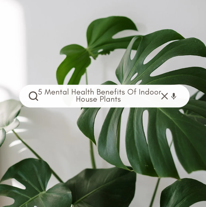 5 Mental Health Benefits Of Indoor House Plants